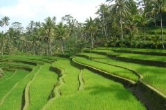 Bali 2007