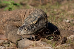 Bali - Komodo 2011