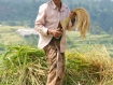 Reisarbeiterin