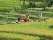 Reisarbeiter