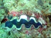 Tridacna