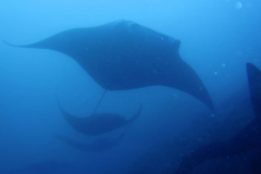 Bali - Komodo UW 2011