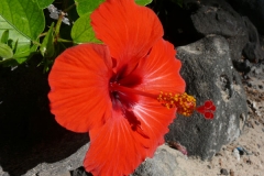 Hawaii 2009