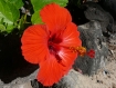 Hibiscus - Nationalblume Hawaiis