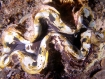 Tridacna