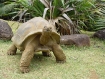Riesenturtle
