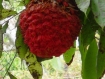 Rose von Mauritius