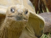 Was guckst du...