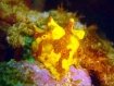 Clown-Frogfish