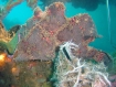 Frogfish