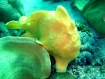 Giant-Frogfish