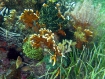 Unterwassergarten