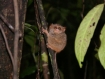 Bewohner im Tangkoko National Park