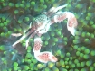 Anemonenkrabbe