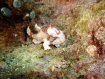 Clown-Frogfish