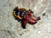 Flamboyant Cuttlefish