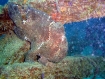 Frogfish