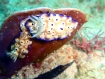 Nacktschnecke 12