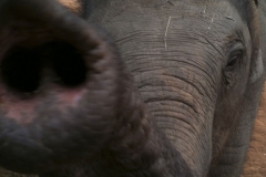 Thailand Elefantencamp 2012